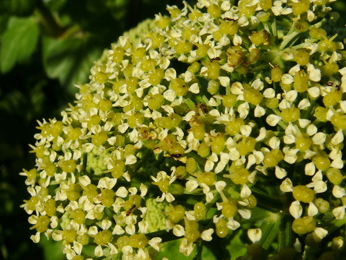 Alexanders (Smyrnium olusatrum)