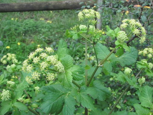 Alexanders (Smyrnium olusatrum)