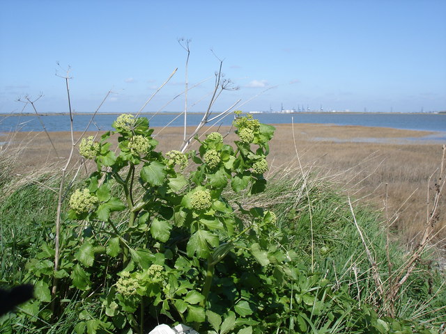 Alexanders: Alexanders - Smyrnium olusatrum - Bedlams Bottom in the background