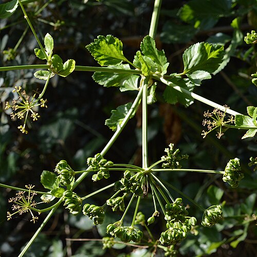 Alexanders: Alexanders ( Smyrnium olusatrum ) in Parc Natural de s'Albufera, Spain.