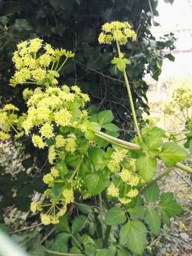 Alexanders