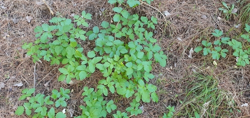 Alexanders (Smyrnium olusatrum)