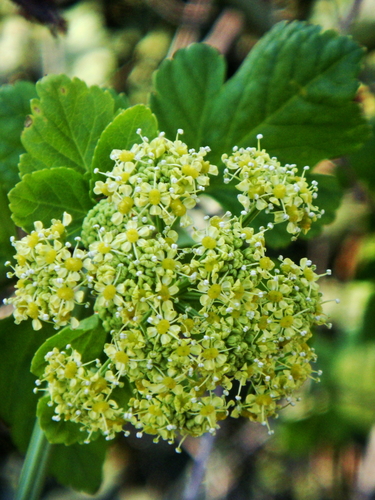 Alexanders (Smyrnium olusatrum)