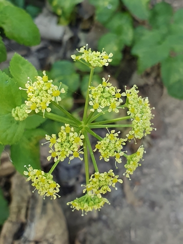 Alexanders (Smyrnium olusatrum)