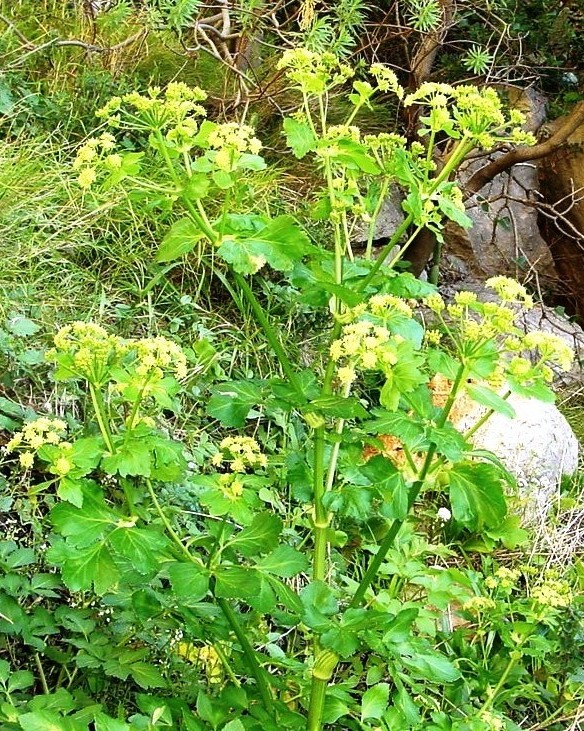 Alexanders: Riserva naturale Monte Pellegrino Palermo, Sicily Smyrnium olusatrum L.