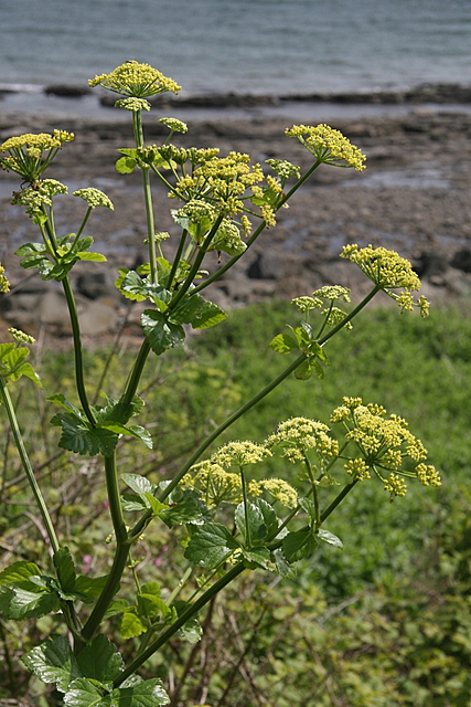Alexanders: Alexanders