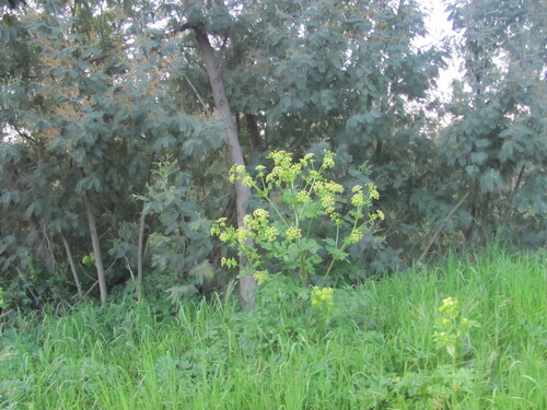 Alexanders (Smyrnium olusatrum)