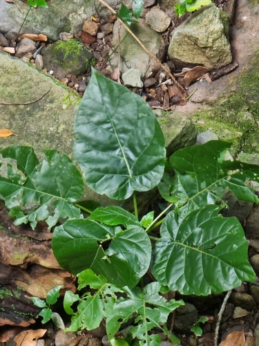 Tamarillo (Solanum betaceum)