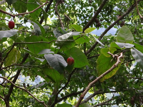 Tamarillo (Solanum betaceum)
