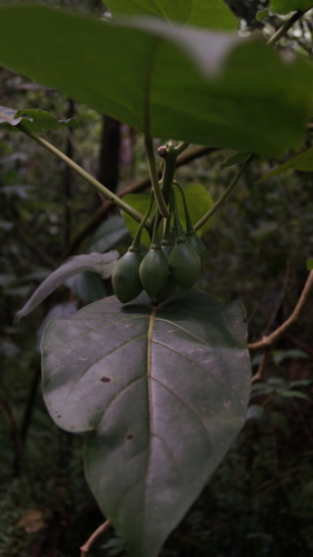 Tamarillo (Solanum betaceum)
