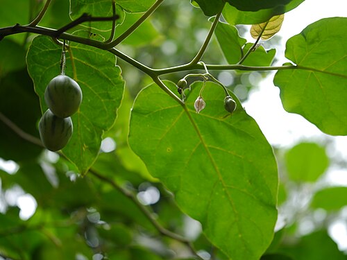 Tamarillo: Solanum betaceum
