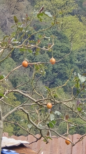 Tamarillo (Solanum betaceum)