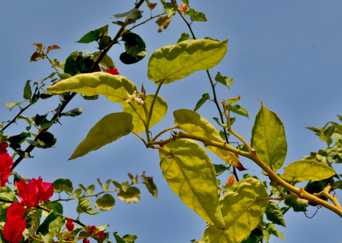 Tamarillo (Solanum betaceum)