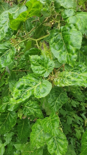 Tamarillo (Solanum betaceum)