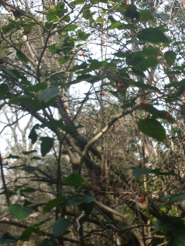 Tamarillo (Solanum betaceum)