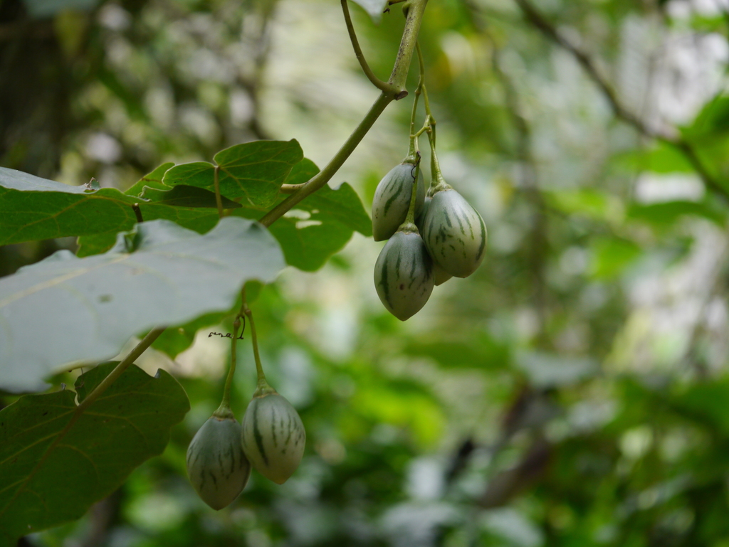 Tamarillo (Solanum betaceum)