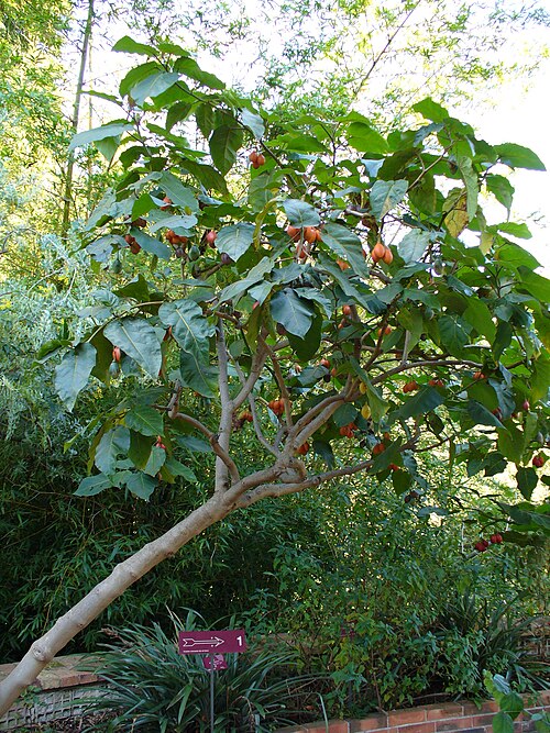 Tamarillo: Tree tomato (Solanum betaceum) or Tamarillo in the Val Rahmeh botanical garden, Menton, France