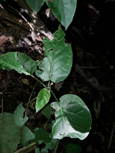 Tamarillo (Solanum betaceum)
