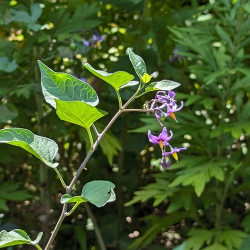Climbing nightshade (Solanum dulcamara)