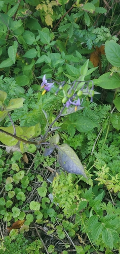 Climbing nightshade (Solanum dulcamara)