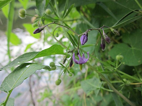 Climbing nightshade: Bittersüßer Nachtschatten ( Solanum dulcamara ) an der Saar in Saarbrücken