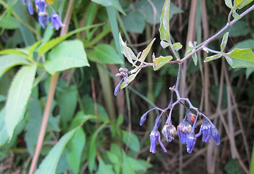 Climbing nightshade: Bittersüßer Nachtschatten ( Solanum dulcamara ) am Reilinger See