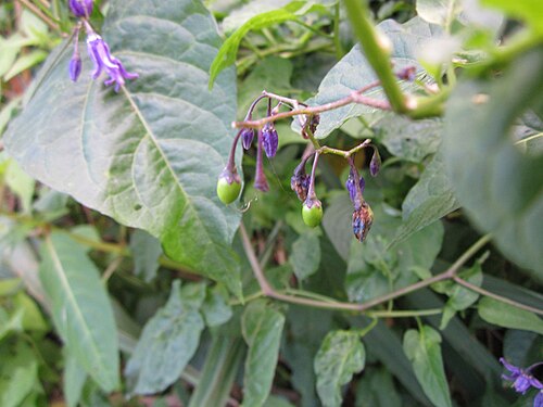 Climbing nightshade: Bittersüßer Nachtschatten ( Solanum dulcamara ) am Reilinger See