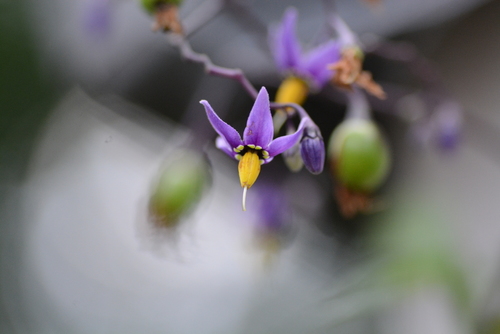 Climbing nightshade (Solanum dulcamara)
