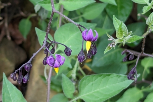 Climbing nightshade (Solanum dulcamara)