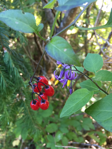 Climbing nightshade (Solanum dulcamara)