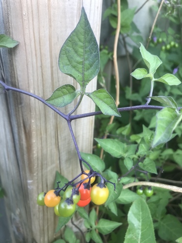 Climbing nightshade (Solanum dulcamara)