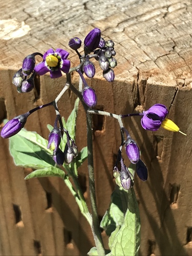 Climbing nightshade (Solanum dulcamara)