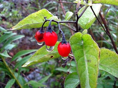 Climbing nightshade: Bittersweet nightshade Solanaceae Introduced invasive species to USA (origin: Europe, Asia) Near Elmira, New York, USA