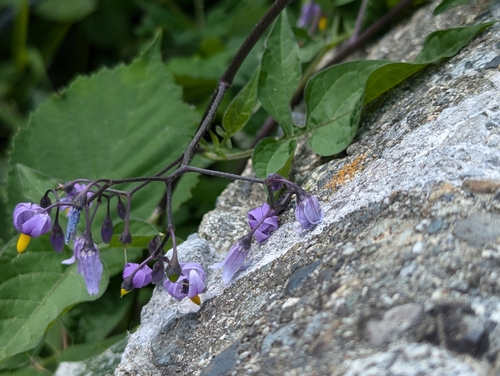 Climbing nightshade (Solanum dulcamara)
