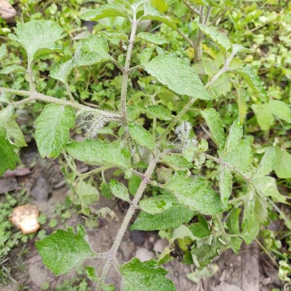 Tomato (Solanum lycopersicum)