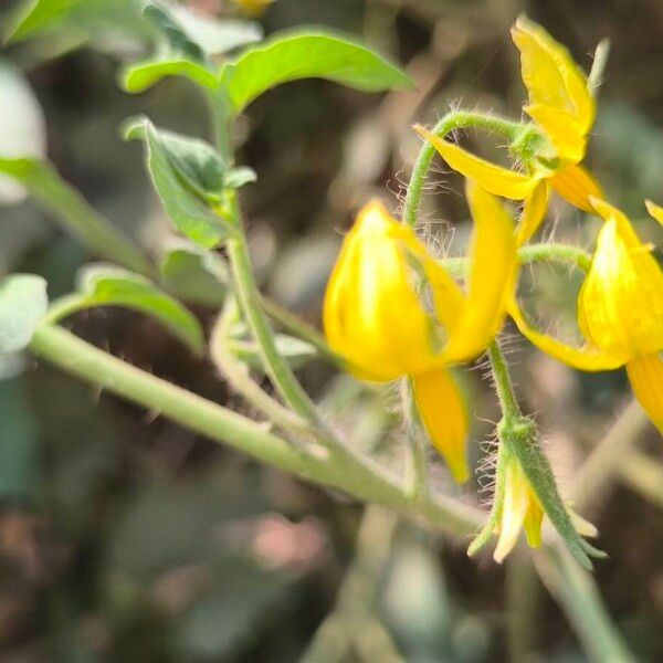 Tomato (Solanum lycopersicum)