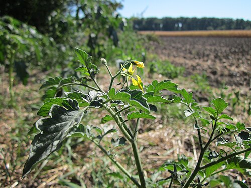 Tomato: Tomaten ( Solanum lycopersicum ) im Hockenheimer Rheinbogen