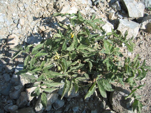 Tomato