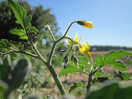 Tomato: Tomaten Solanum lycopersicum im Hockenheimer Rheinbogen