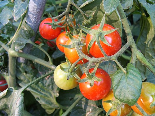 Tomato: Little tomatoes on the bush