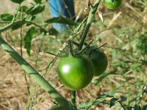 Tomato: Verwilderte Tomate ( Solanum lycopersicum ) an einer Ruderalstelle in der Berlinallee in Hockenheim