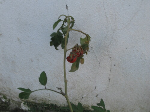 Tomato (Solanum lycopersicum)