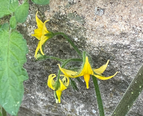Tomato (Solanum lycopersicum)