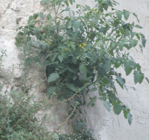 Tomato (Solanum lycopersicum)