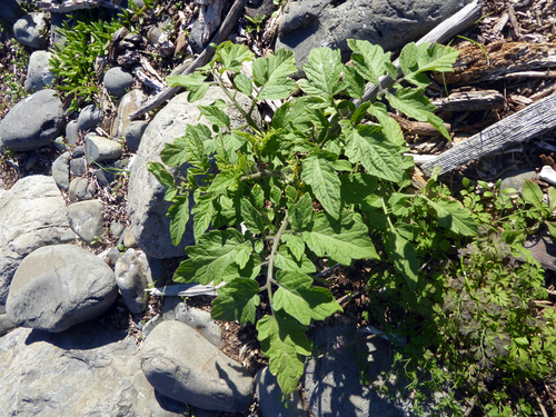 Tomato (Solanum lycopersicum)