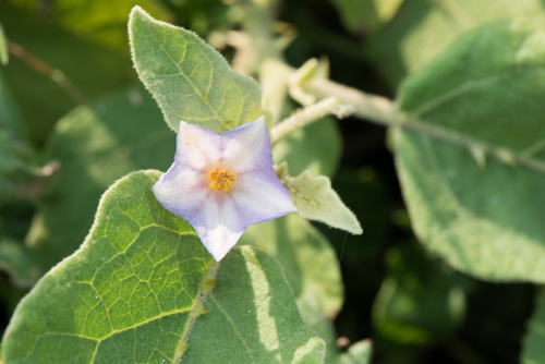 Eggplant