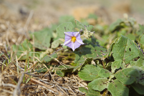 Eggplant (Solanum melongena)
