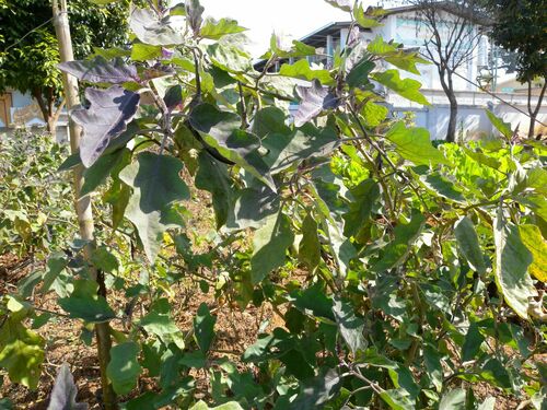Eggplant (Solanum melongena)
