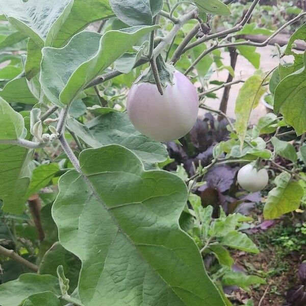 Eggplant (Solanum melongena)