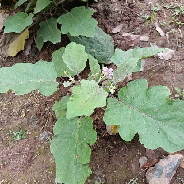 Eggplant (Solanum melongena)